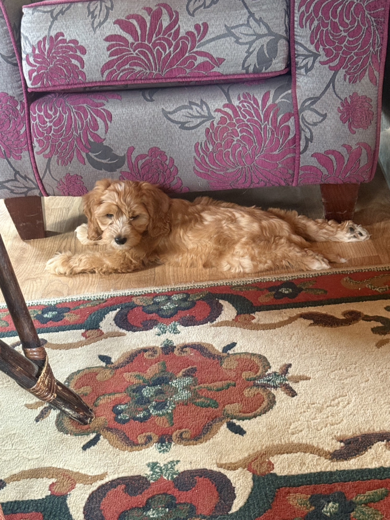Ken the apricot and white cockapoo puppy stretched out and relaxed on the living room floor
