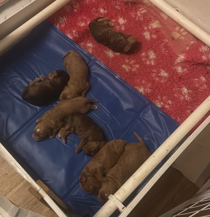 Lola's litter of newborn cockapoo puppies asleep in the whelping box