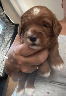 Red F1 cockapoo girl puppy cradled in a hand
