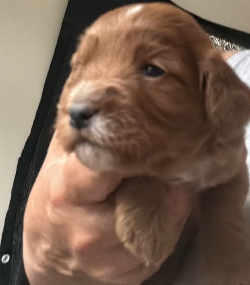 Red F1b cockapoo puppy girl cradled in a hand