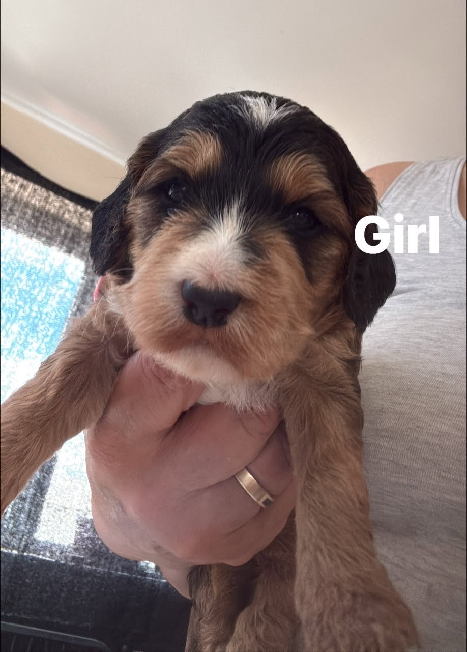 Sable and white F1 cockapoo girl puppy being held up