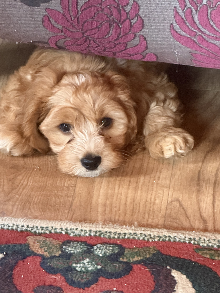 Apricot and white cockapoo puppy Ken resting on the floor beside an armchair in our family home