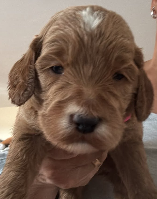Red F1 cockapoo puppy with a white blaze sitting up