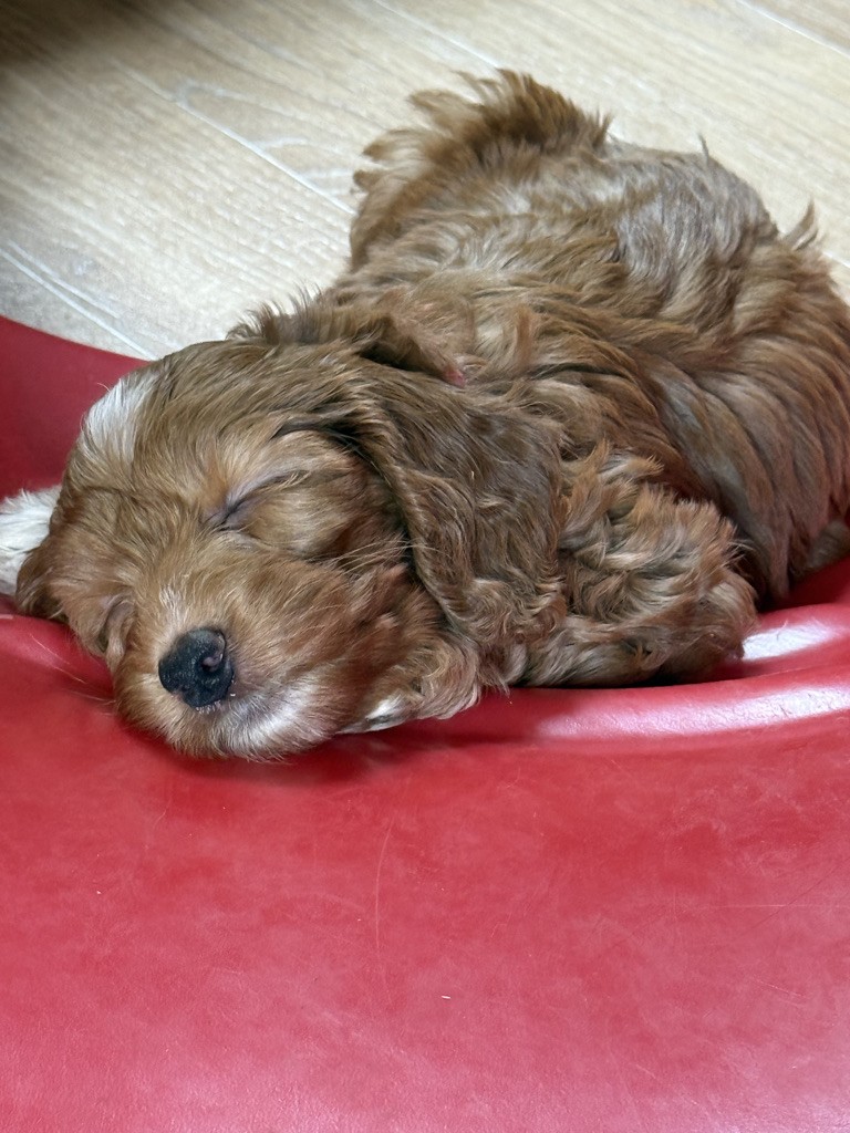 Sleeping KC Cockapoo puppy curled up on a red bed