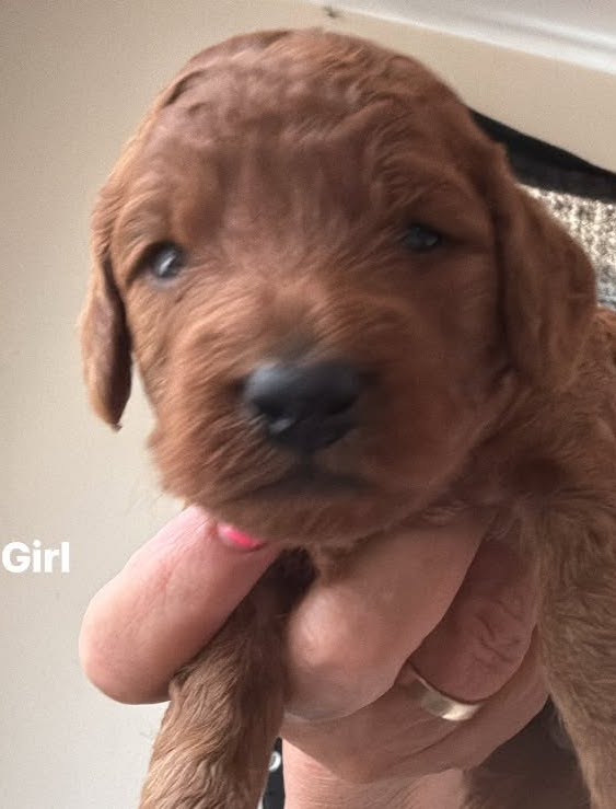 Red F1b cockapoo girl with dark eyes, held up to the camera
