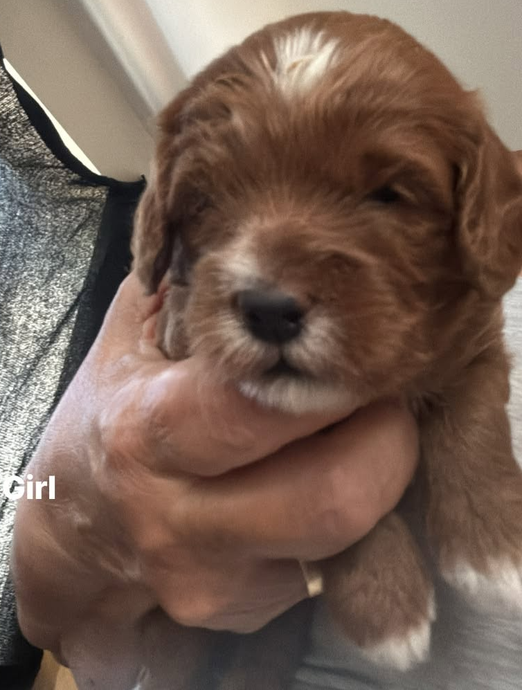 Red F1b cockapoo girl with a white blaze, held in a hand