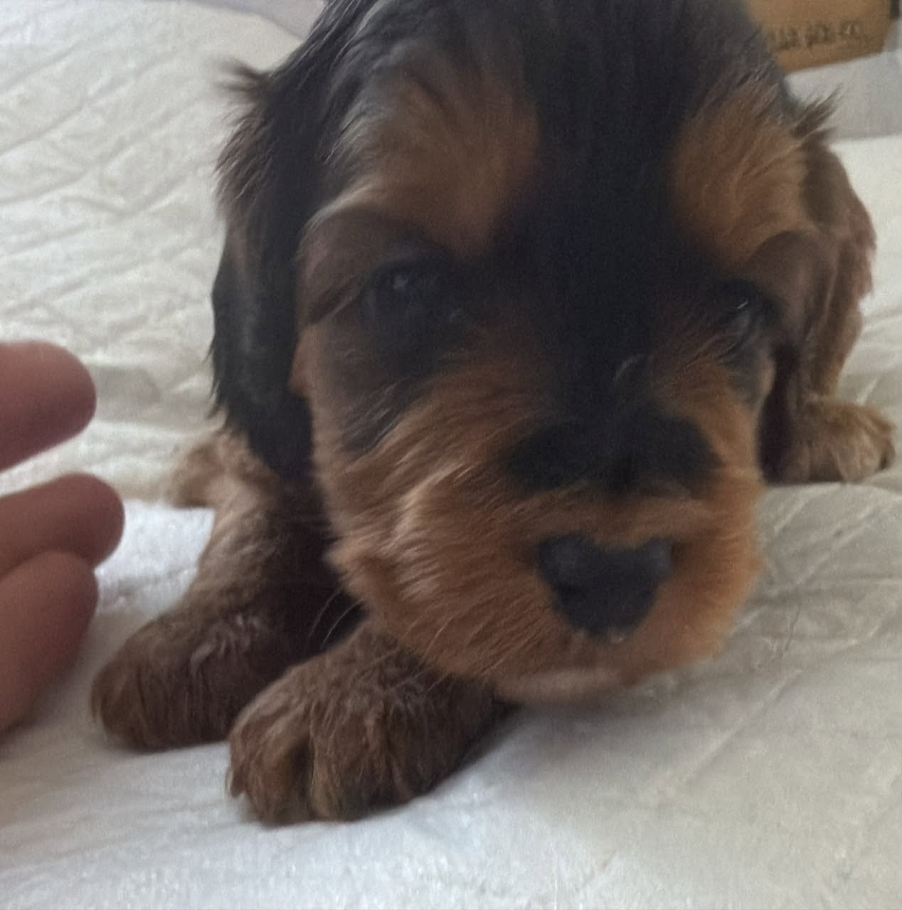 Sable F1 cockapoo girl puppy lying on a white blanket